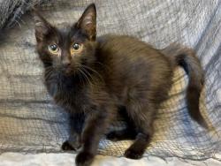 Shelter Stray Female Cat last seen Near BLOCK SOUTHSIDE DR APT 4A, 3528 Newburg Rd, Louisville, KY 40218, USA