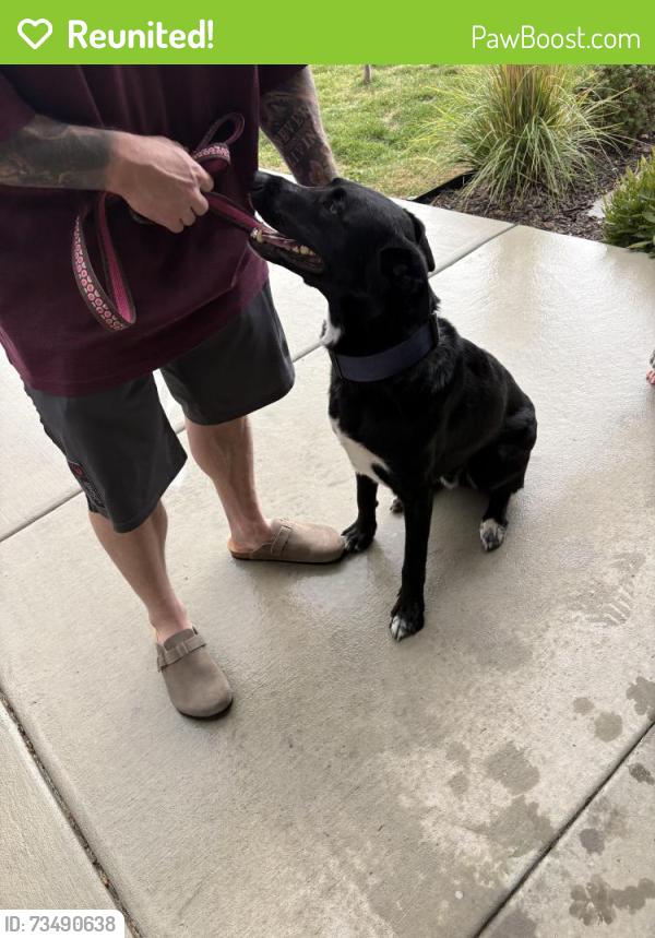 Reunited Male Dog last seen Vasa, Syracuse ut, Syracuse, UT 84075