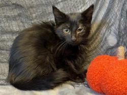 Shelter Stray Male Cat last seen Near BLOCK SOUTHSIDE DR APT 4A, 3528 Newburg Rd, Louisville, KY 40218, USA