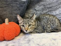 Shelter Stray Male Cat last seen Near BLOCK SOUTH 3RD ST, 3528 Newburg Rd, Louisville, KY 40218, USA