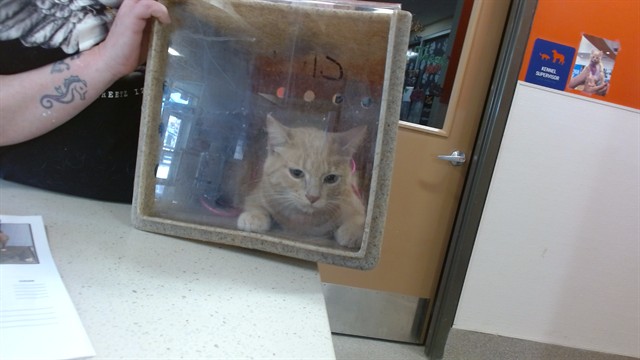 Shelter Stray Female Cat last seen THE WOODS OF GLEN HILL, 3528 Newburg Rd, Louisville, KY 40218, USA