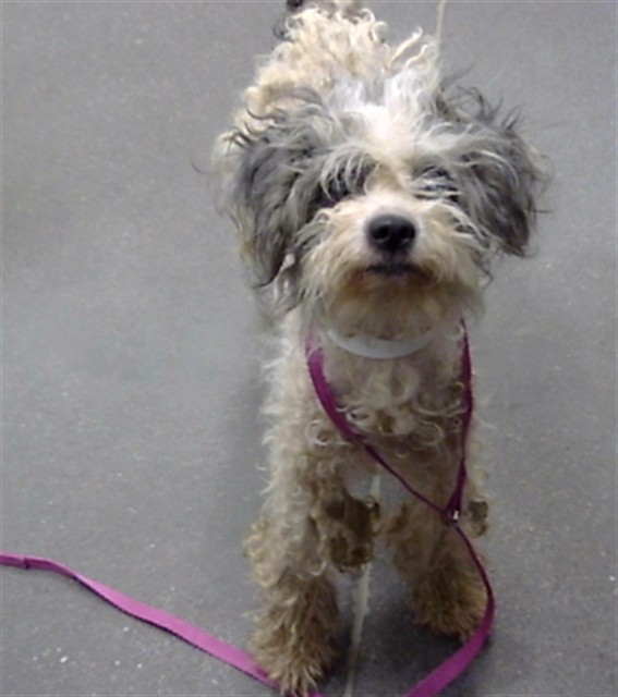 Shelter Stray Female Dog last seen 107TH AVE AND SOUTHERN AVE, 1920 S Lewis, Mesa, AZ 85210, USA