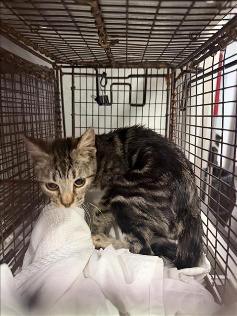 Shelter Stray Unknown Cat last seen , 14409 Vanowen St, Van Nuys, CA 91405, USA