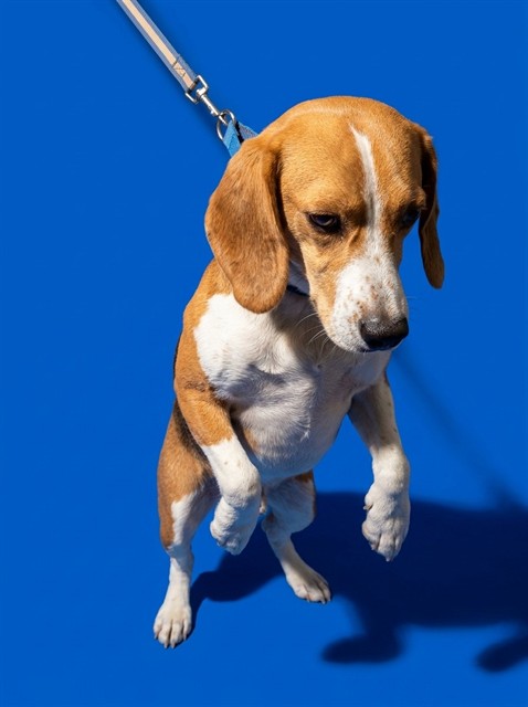 Shelter Stray Male Dog last seen CAMP MILTON, 2020 Forest St, Jacksonville, FL 32204, USA