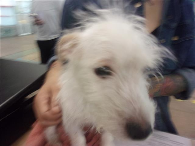 Shelter Stray Male Dog last seen , 14409 Vanowen St, Van Nuys, CA 91405, USA