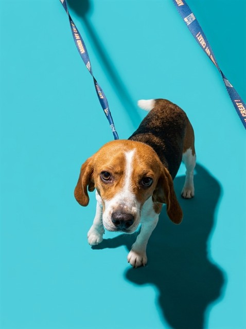 Shelter Stray Male Dog last seen CAMP MILTON, 2020 Forest St, Jacksonville, FL 32204, USA