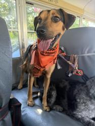 Lost Male Dog last seen Near Amelia park in Hialeah, Hialeah, FL 33012