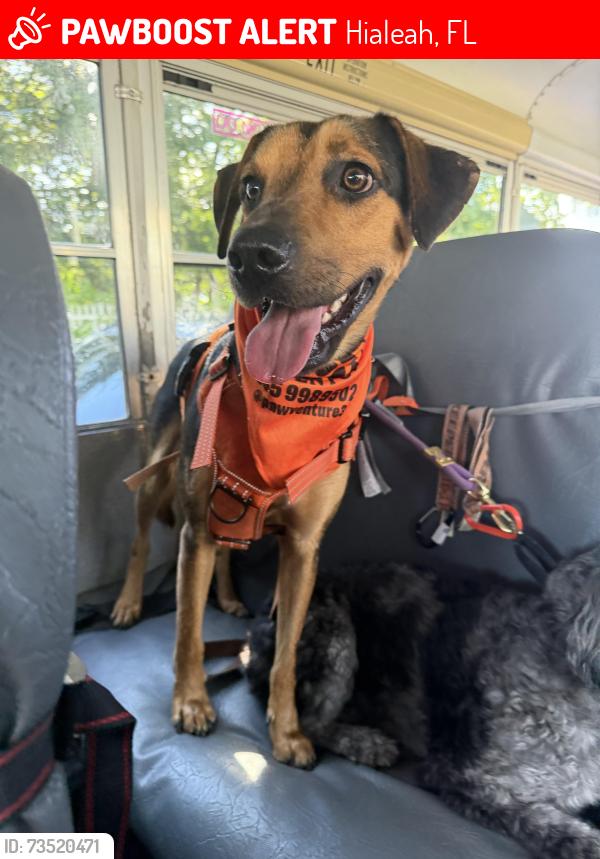 Lost Male Dog last seen Near Amelia park in Hialeah, Hialeah, FL 33012