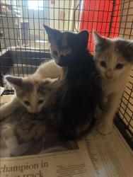 Shelter Stray Unknown Cat last seen , 14409 Vanowen St, Van Nuys, CA 91405, USA