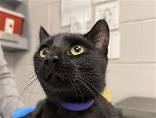 Shelter Stray Male Cat last seen Near BLOCK DUTTON CT, CASTLE ROCK, 4556 Castleton Ct, Castle Rock, CO 80109, USA