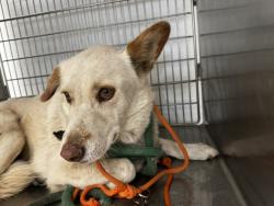 Shelter Stray Female Dog last seen , 14409 Vanowen St, Van Nuys, CA 91405, USA