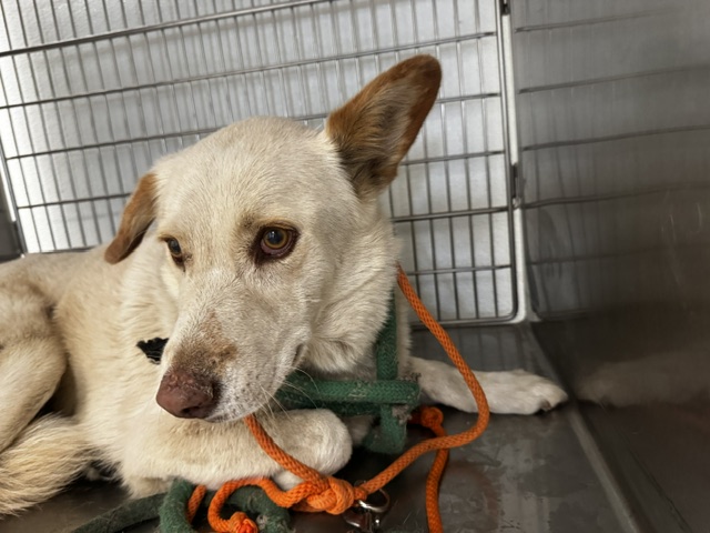 Shelter Stray Female Dog last seen , 14409 Vanowen St, Van Nuys, CA 91405, USA