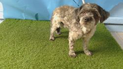 Shelter Stray Male Dog last seen , 216 W Victoria St, Gardena, CA 90248, USA