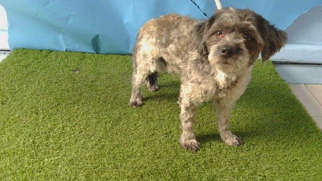 Shelter Stray Male Dog last seen , 216 W Victoria St, Gardena, CA 90248, USA