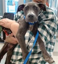 Shelter Stray Unknown Dog last seen , 2811 SE 29th St, Oklahoma City, OK 73129, USA