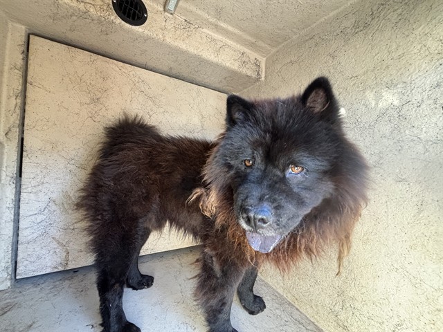 Shelter Stray Unknown Dog last seen Near BLOCK N WARREN AVE, OKLAHOMA CITY OK 73107, 2811 SE 29th St, Oklahoma City, OK 73129, USA