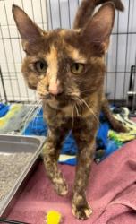 Shelter Stray Female Cat last seen Near BLOCK SEDALIA ST, 12155 Park Blvd, Brighton, CO 80601, USA