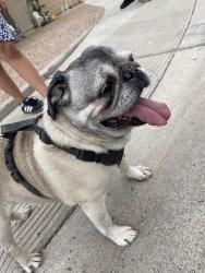 Reunited Unknown Dog last seen 124th Ave and Flores, El Mirage, AZ 85335