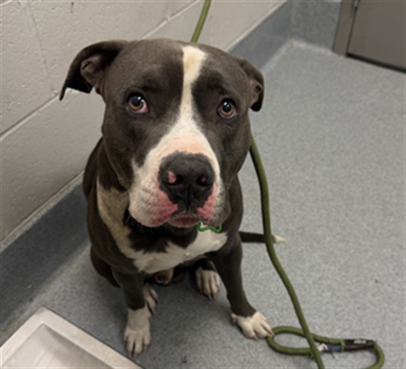 Shelter Stray Male Dog last seen Near, 5001 E Raymond St, Indianapolis, IN 46203, USA