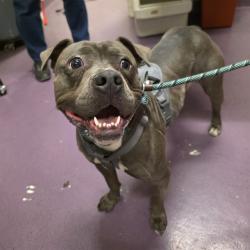 Shelter Stray Female Dog last seen Near BLK CHESTNUT AVE, LONG BEACH, CA 90805, 7700 E Spring St, Long Beach, CA 90815, USA