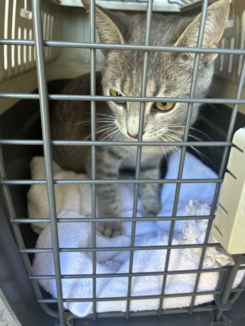 Shelter Stray Unknown Cat last seen Near, 5001 E Raymond St, Indianapolis, IN 46203, USA