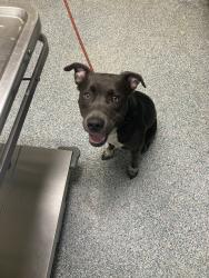 Shelter Stray Male Dog last seen Near BLK ATLANTIC AVE LONG BEACH CA 90813, 7700 E Spring St, Long Beach, CA 90815, USA