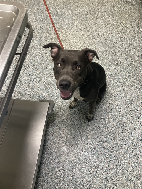 Shelter Stray Male Dog last seen Near BLK ATLANTIC AVE LONG BEACH CA 90813, 7700 E Spring St, Long Beach, CA 90815, USA