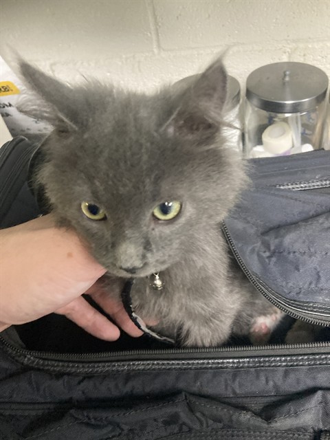 Shelter Stray Female Cat last seen Near BLK ATLANTIC AVE LONG BEACH CA 90813, 7700 E Spring St, Long Beach, CA 90815, USA
