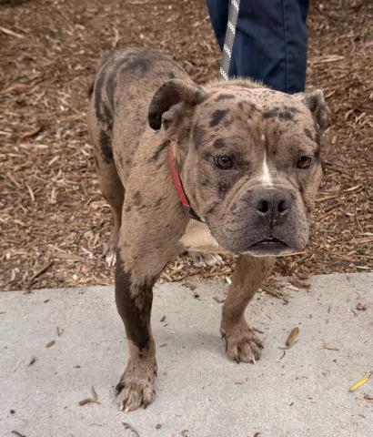 Shelter Stray Male Dog last seen , 957 N Gaffey St, San Pedro, CA 90731, USA