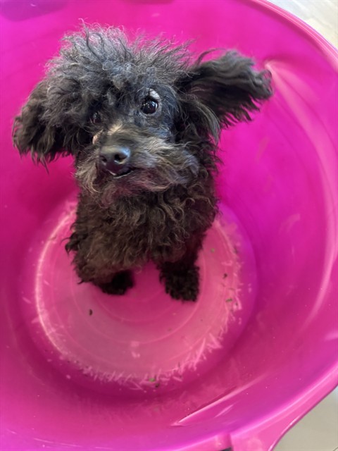 Shelter Stray Female Dog last seen SHADOWCREEK, 8311 Freedom Dr, Pearland, TX 77581, USA