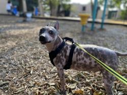 Lost Male Dog last seen Went missing near N 16th and Providence, Waco, TX 76708
