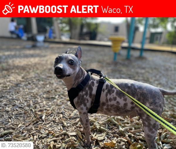 Lost Male Dog last seen Went missing near N 16th and Providence, Waco, TX 76708