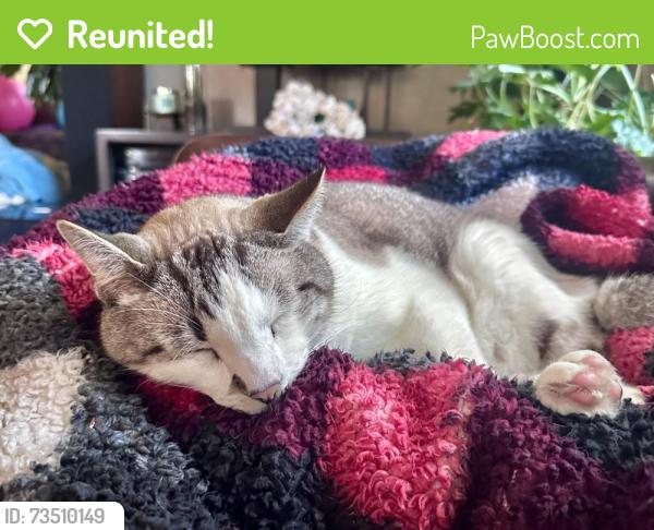Reunited Male Cat last seen Edgerton & Koehler, Vadnais Heights, MN 55127