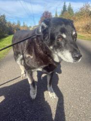 Reunited Male Dog last seen 73rd Pl NE, Marysville, WA 98270