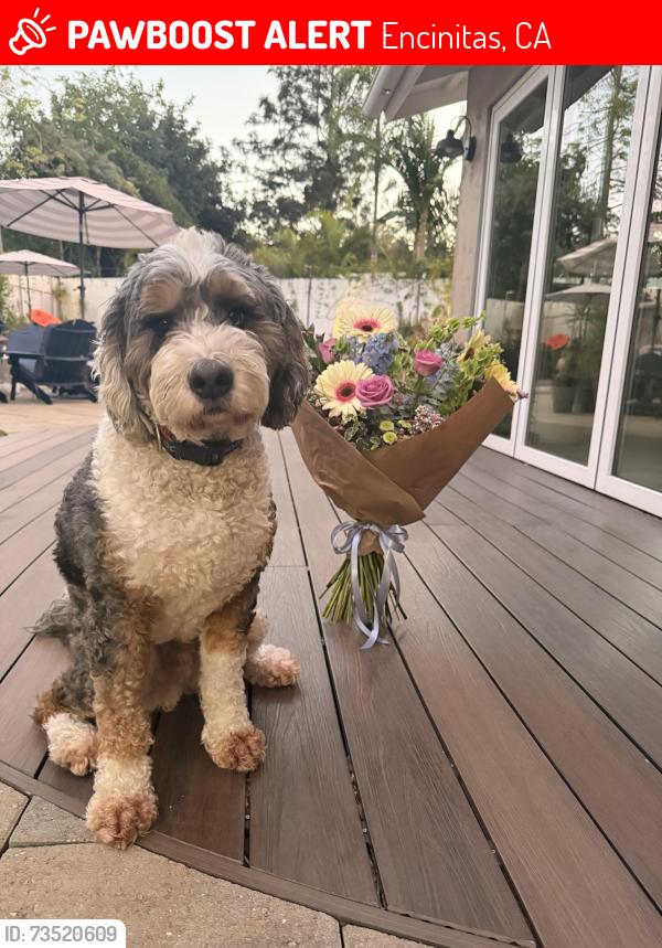 Lost Male Dog last seen Encinitas blvd, Encinitas, CA 92024