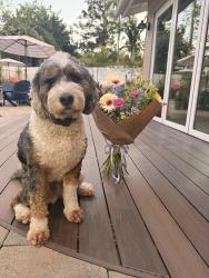 Lost Male Dog last seen Encinitas blvd, Encinitas, CA 92024