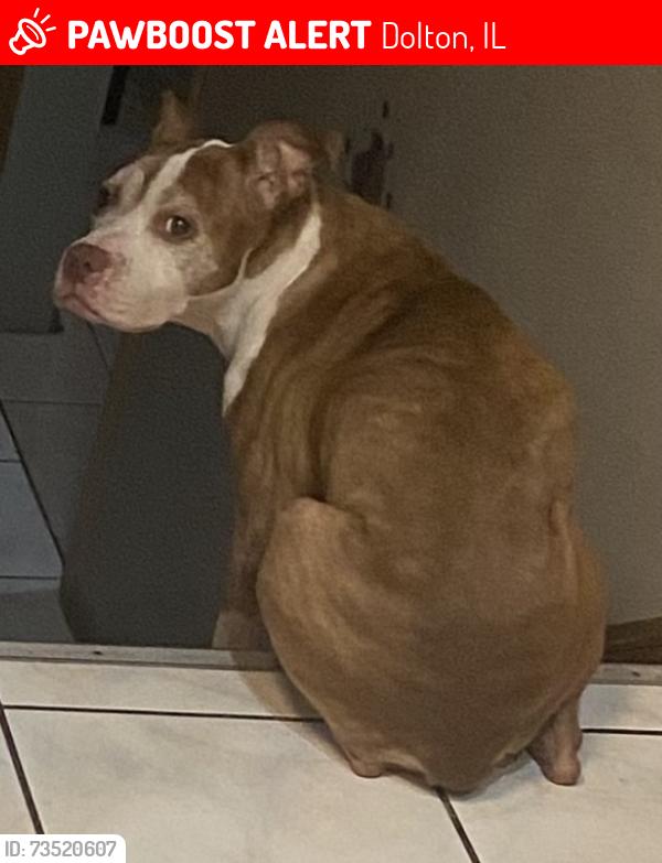 Lost Female Dog last seen 143rd and University, Dolton, IL 60419