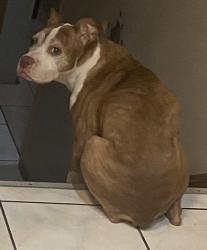 Lost Female Dog last seen 143rd and University, Dolton, IL 60419