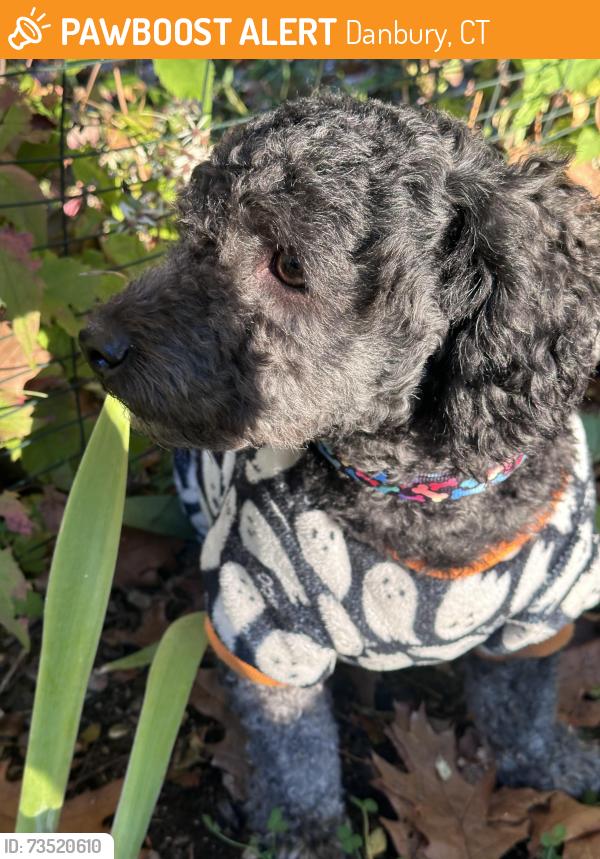 Found/Stray Male Dog last seen Sesame Seed, Danbury, CT 06810