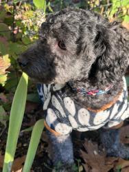 Found/Stray Male Dog last seen Sesame Seed, Danbury, CT 06810
