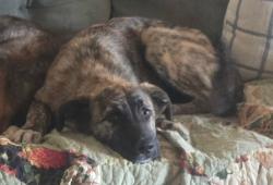 Lost Female Dog last seen Shepard & Oak, El Reno, OK 73036