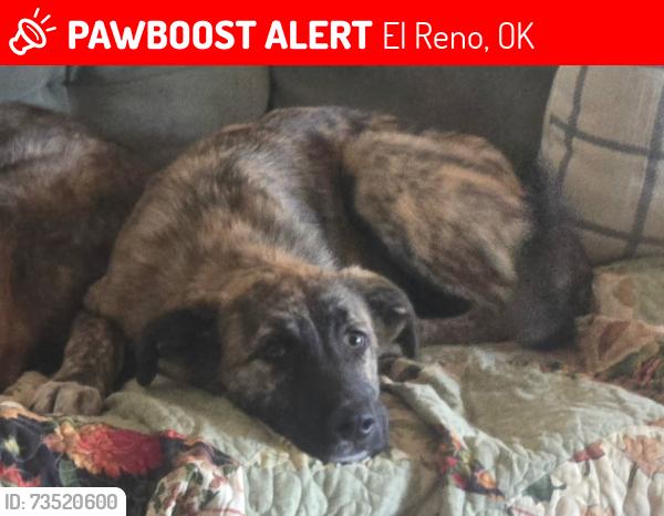 Lost Female Dog last seen Shepard & Oak, El Reno, OK 73036