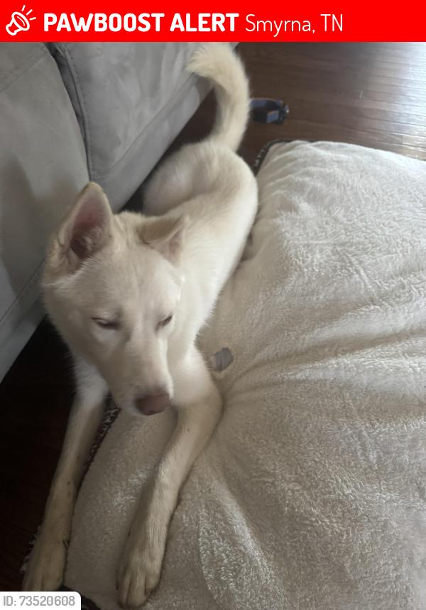 Lost Female Dog last seen Smyrna Tn 37167, Smyrna, TN 37167
