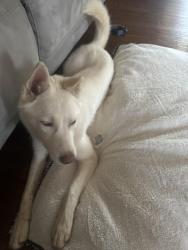 Lost Female Dog last seen Smyrna Tn 37167, Smyrna, TN 37167
