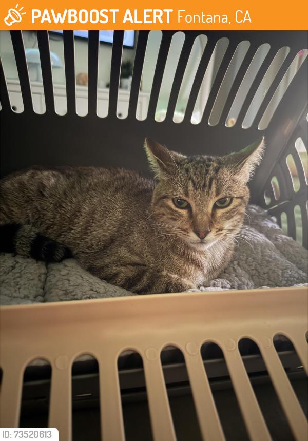 Found/Stray Female Cat last seen Fontana, Fontana, CA 92335