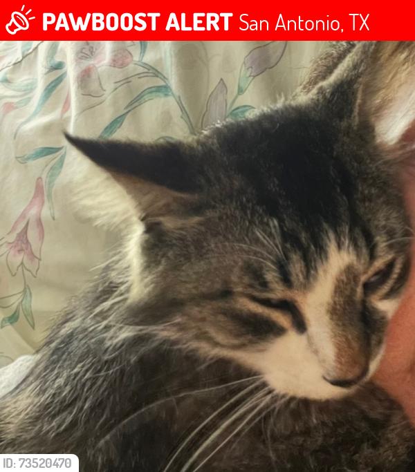Lost Male Cat last seen Village Park, San Antonio, TX 78250