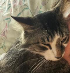 Lost Male Cat last seen Village Park, San Antonio, TX 78250