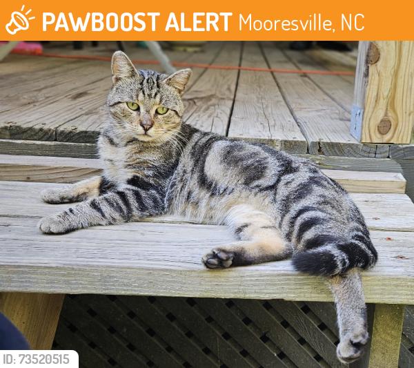 Found/Stray Male Cat last seen Goodwin Circle, Mooresville, NC 28115