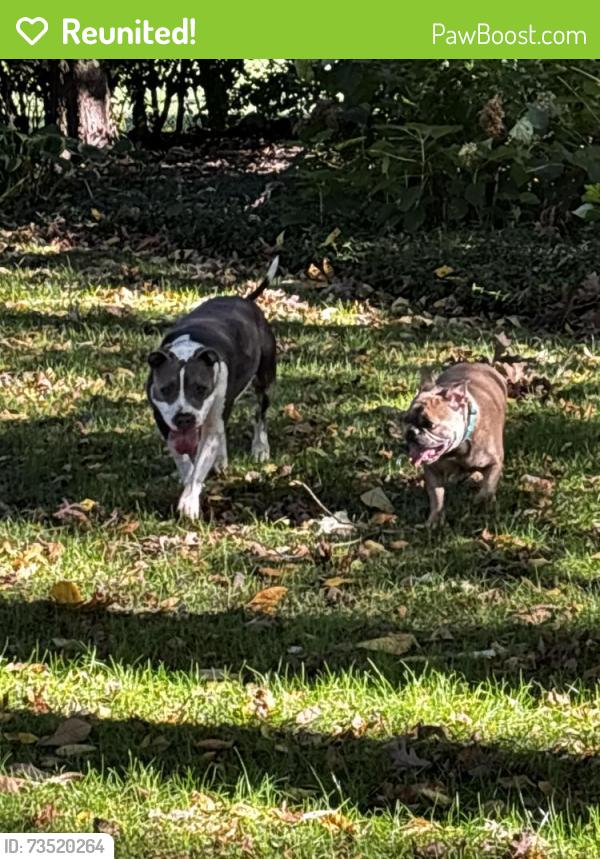 Reunited Male Dog last seen Indian hill rd, Winnetka, IL 60043
