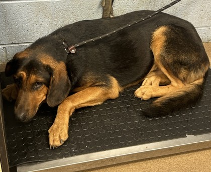 Shelter Stray Male Dog last seen Near CHamblee Tucker Rd Tucker GA 30084, 30084, GA, 3280 Chamblee Dunwoody Rd, Chamblee, GA 30341, USA